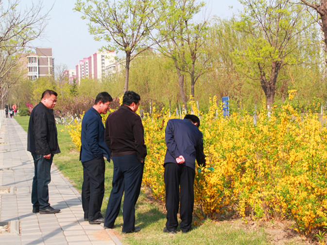 图四:廉校长俯身查看连翘植物牌